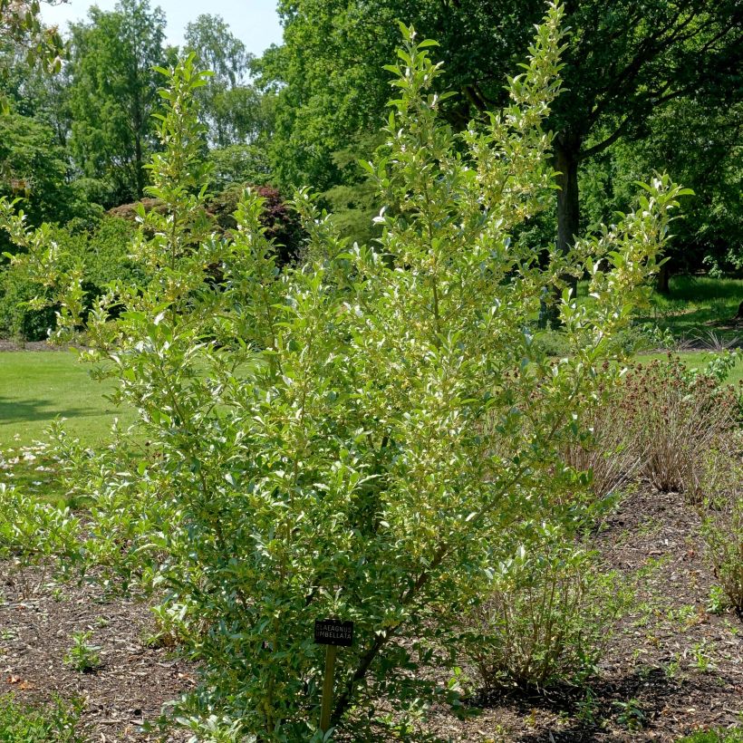 Korallen-Ölweide - Elaeagnus umbellata (Plant habit)