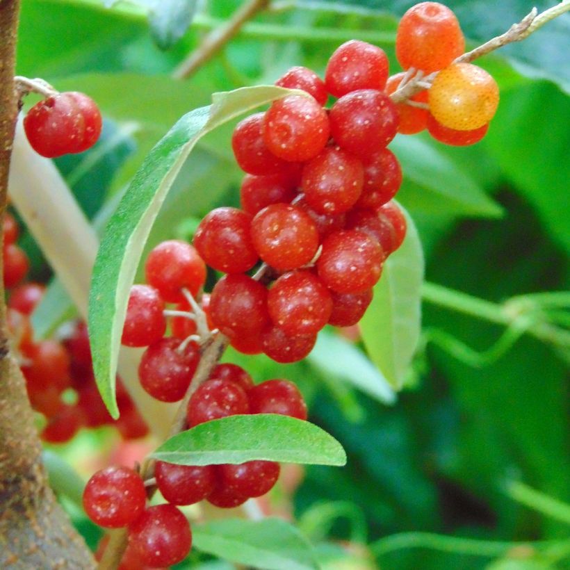 Korallen-Ölweide Pointilla Amoroso - Elaeagnus umbellata (Harvest)