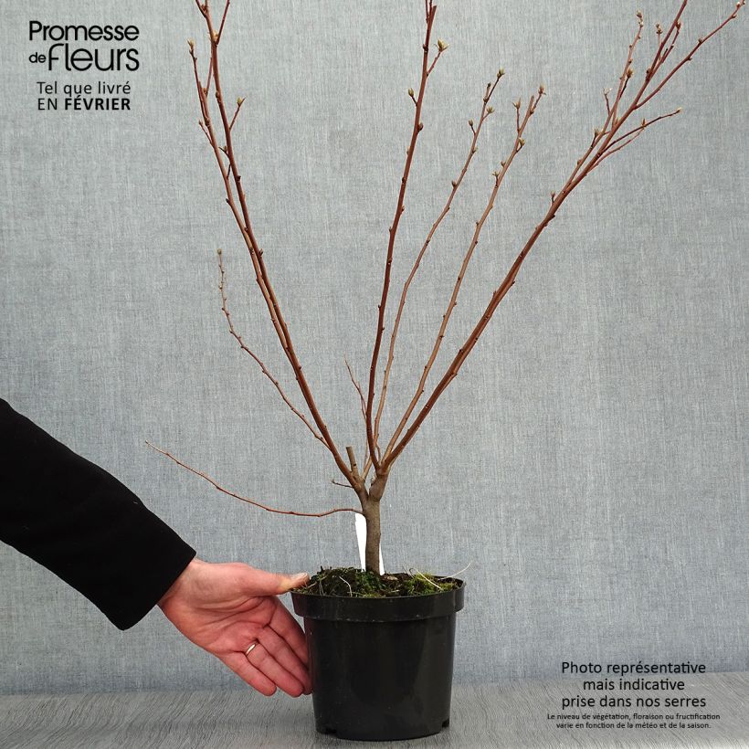 Example of Korallen-Ölweide - Elaeagnus umbellata Topf mit 7,5L/10L as you get in hiver