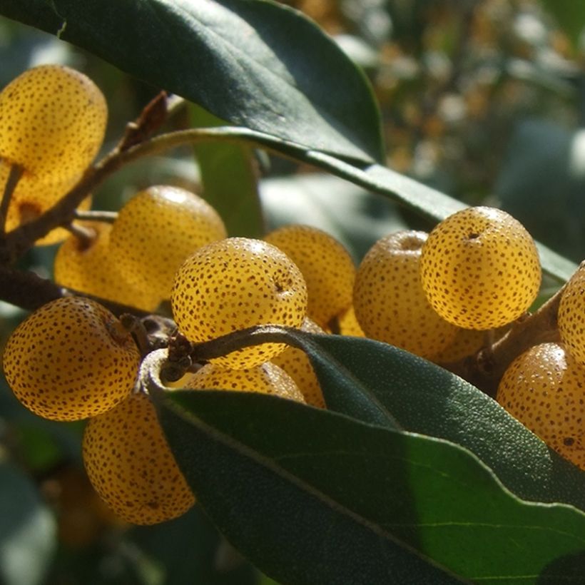 Korallen-Ölweide Fortunella - Elaeagnus umbellata (Harvest)
