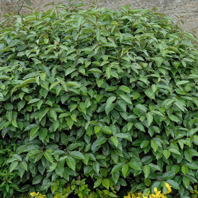 Korallen-Ölweide Fortunella - Elaeagnus umbellata (Plant habit)