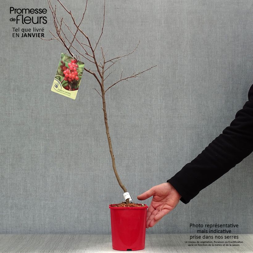 Exemplar von Korallen-Ölweide Pointilla Sweet'N'Sour' - Elaeagnus umbellata Topf mit 2L/3L wie im Winter geliefert