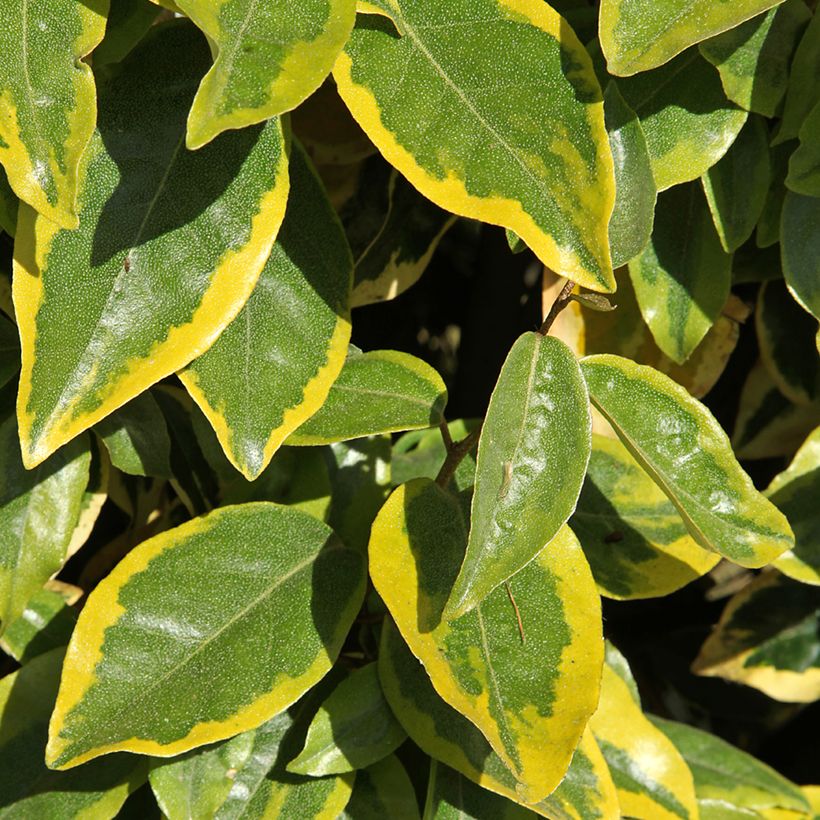 Wintergrüne Ölweide Viveleg - Elaeagnus ebbingei (Foliage)