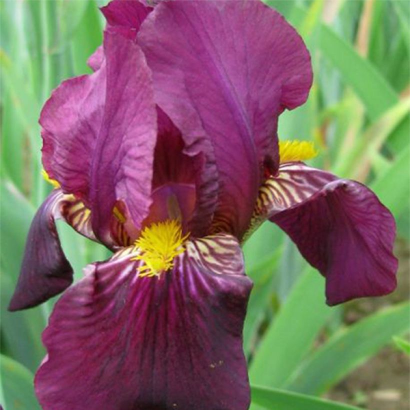 Iris Red Orchid - Schwertlilie (Flowering)