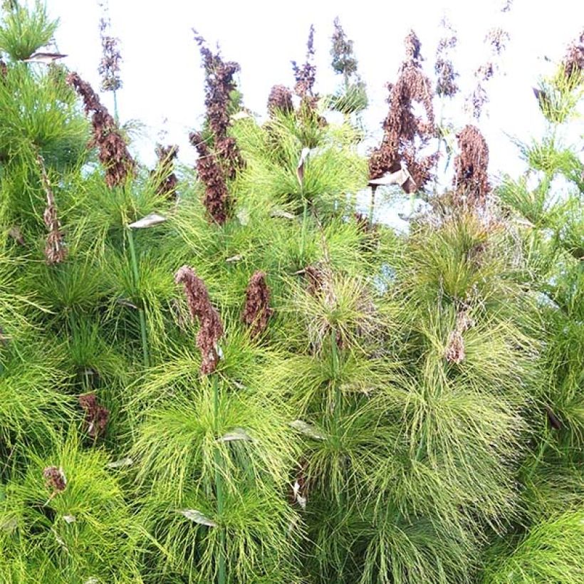 Elegia capensis - Fontänen-Binse (Flowering)