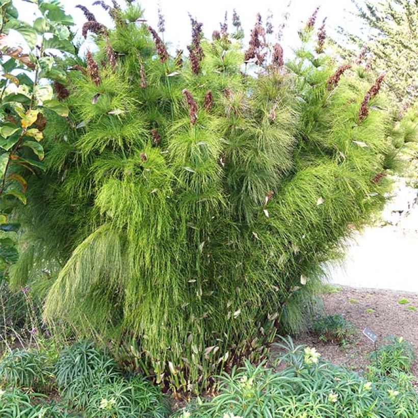 Elegia capensis - Fontänen-Binse (Plant habit)