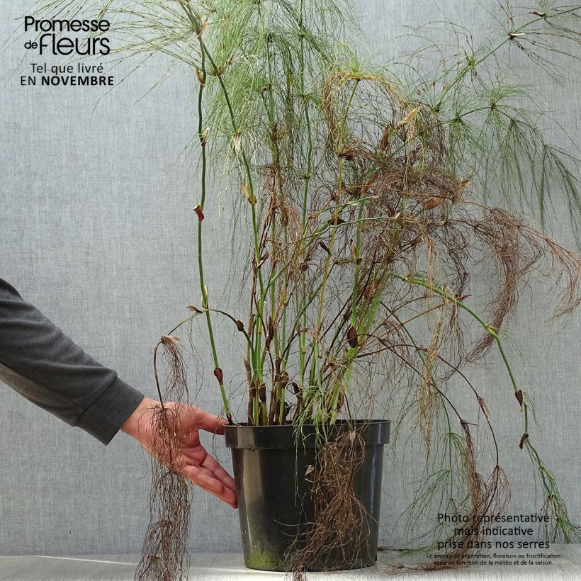 Example of Elegia capensis - Fontänen-Binse Topf mit 7,5L/10L as you get in automne