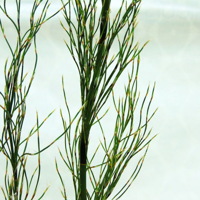 Elegia capensis - Fontänen-Binse (Foliage)
