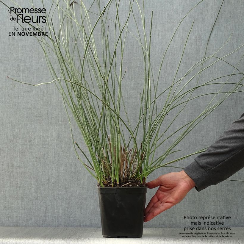 Example of Elegia elephantina Topf mit 2L/3L as you get in automne