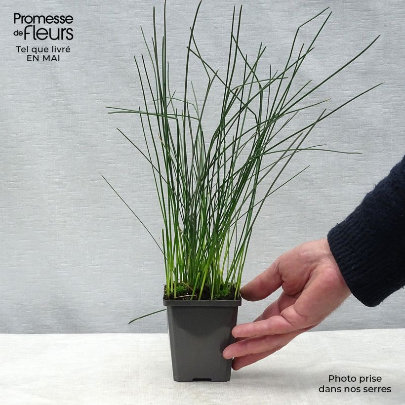Exemplar von Eleocharis palustris - Gemeines Sumpfried Kleine Töpfe von 8/9 cm wie im Frühjahr geliefert