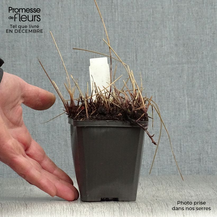 Exemplar von Eleocharis palustris - Gemeines Sumpfried Kleine Töpfe von 8/9 cm wie im Winter geliefert