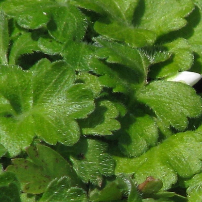 Ellisiophyllum pinnatum - Taiwanesische Schattenblume (Foliage)