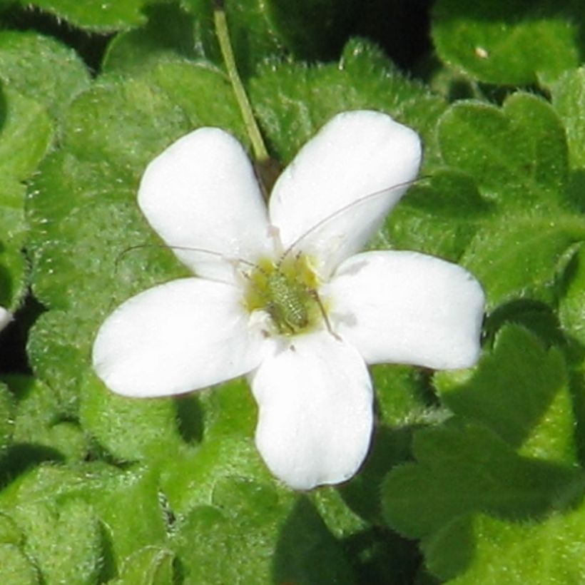 Ellisiophyllum pinnatum - Taiwanesische Schattenblume (Flowering)