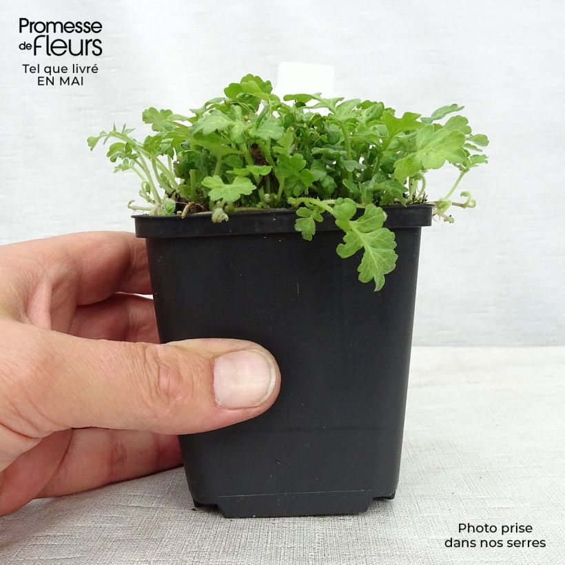 Exemplar von Ellisiophyllum pinnatum - Taiwanesische Schattenblume Kleine Töpfe von 8/9 cm wie im Frühjahr geliefert