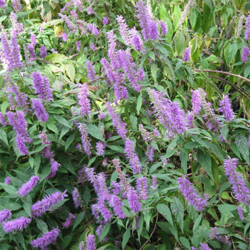 Elsholtzia stauntonii - Chinesischer Gewürzstrauch (Flowering)