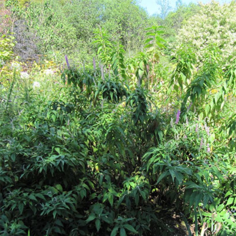 Elsholtzia stauntonii - Chinesischer Gewürzstrauch (Plant habit)
