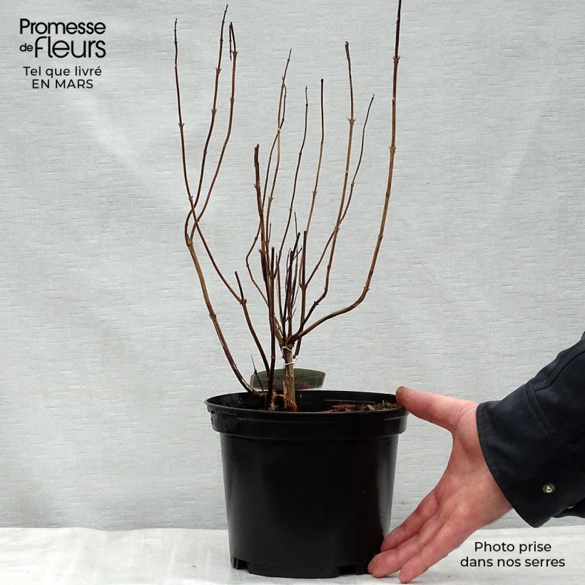 Exemplar von Elsholtzia stauntonii - Chinesischer Gewürzstrauch Topf mit 2L/3L wie im Frühjahr geliefert