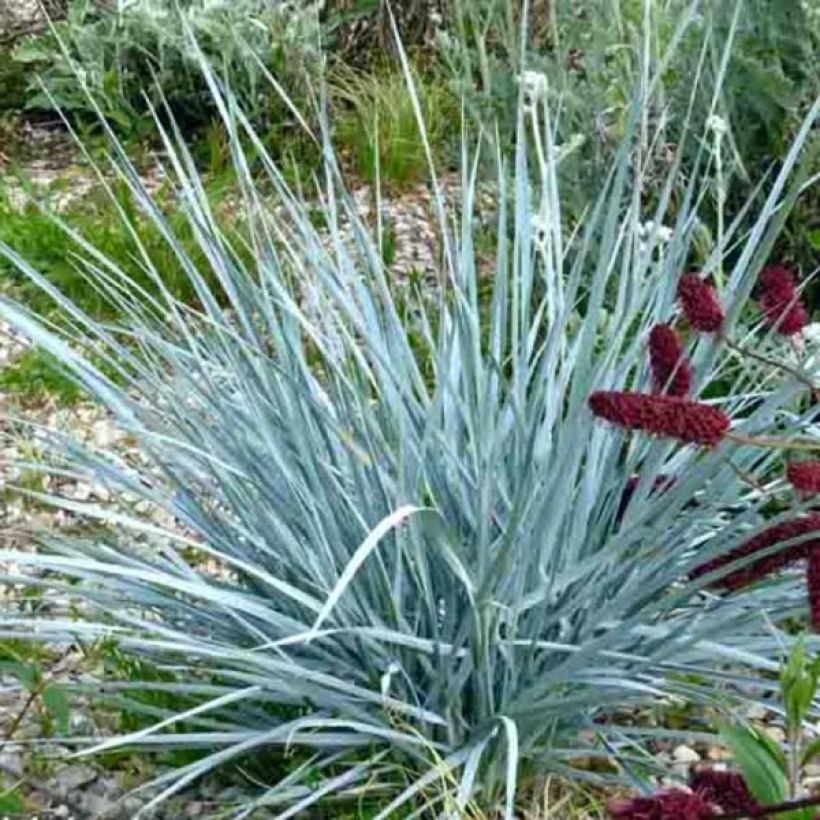Elymus magellanicus - Magellan-Gras (Plant habit)