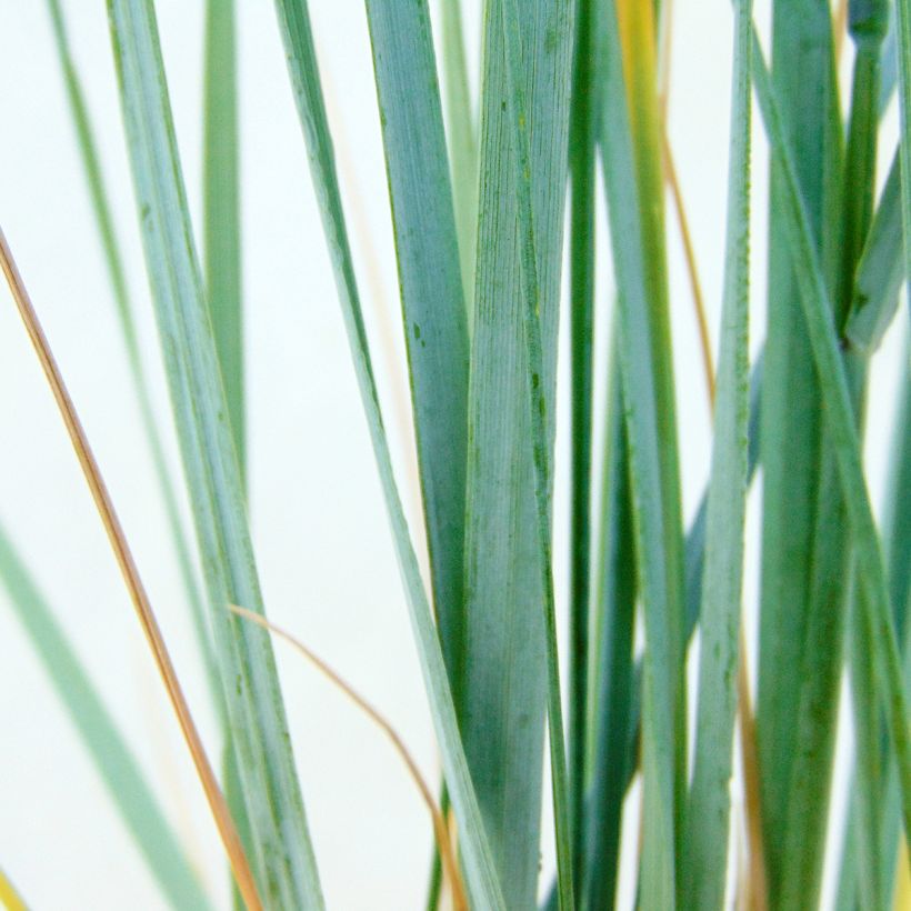 Elymus magellanicus - Magellan-Gras (Foliage)