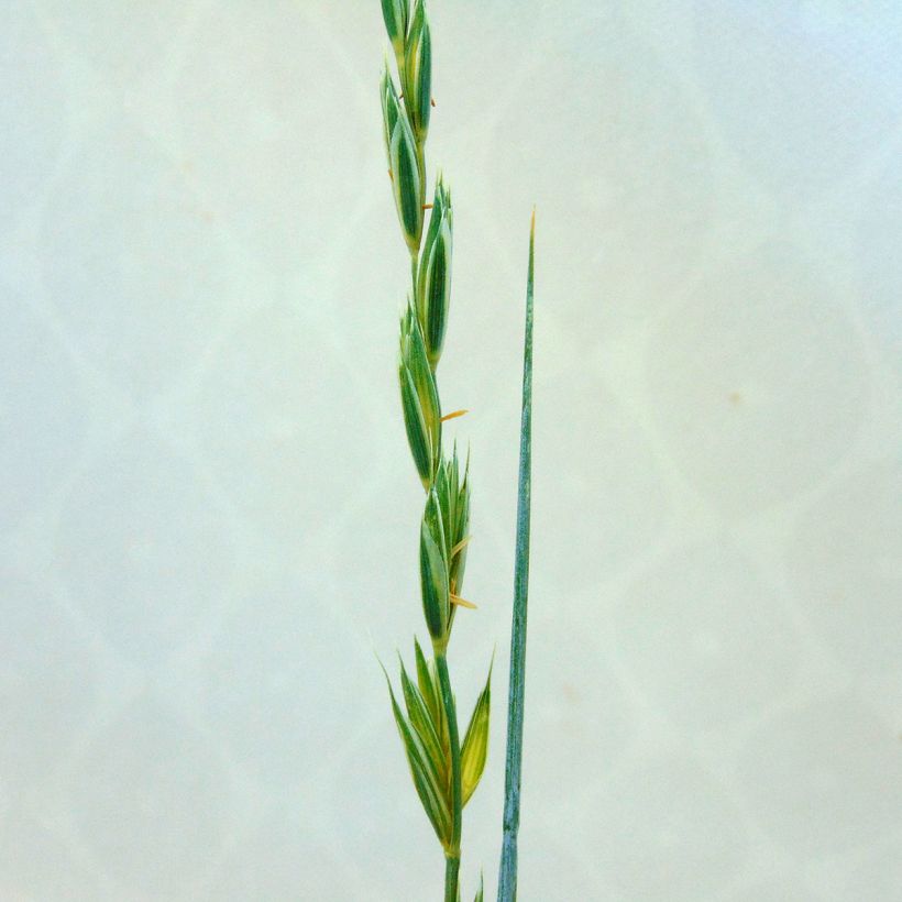 Elymus magellanicus - Magellan-Gras (Flowering)