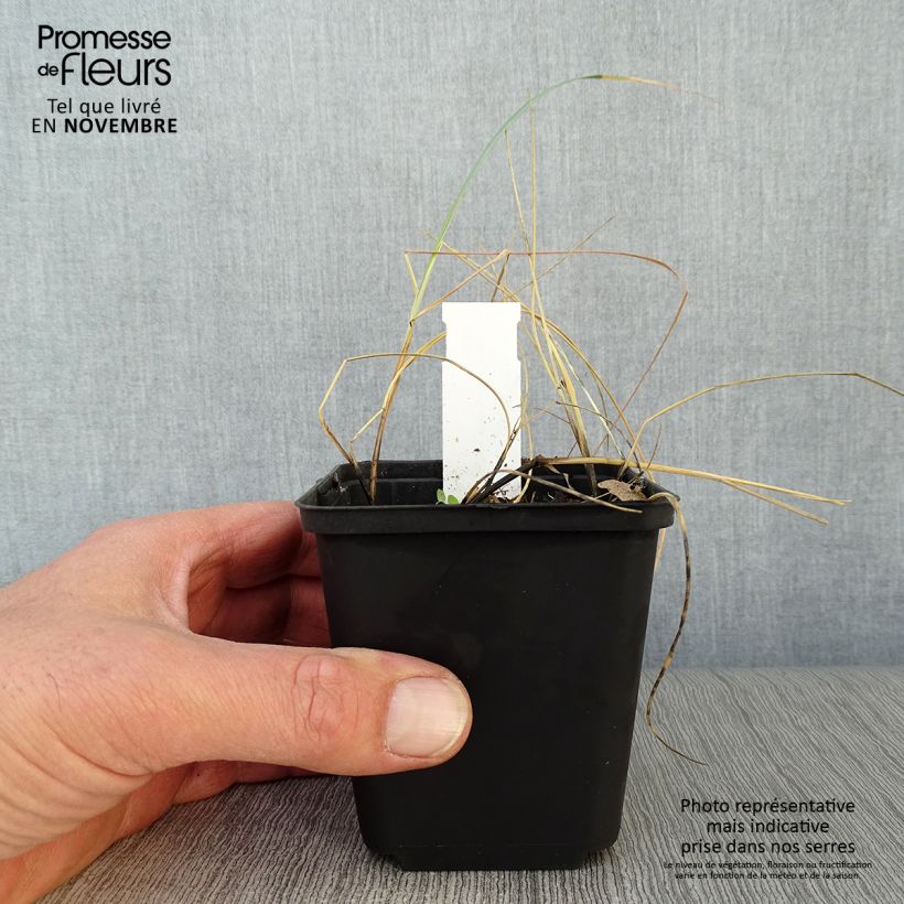 Example of Elymus magellanicus - Magellan-Gras Kleine Töpfe von 8/9 cm as you get in automne