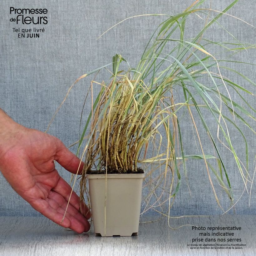 Exemplar von Elymus magellanicus - Magellan-Gras Kleine Töpfe von 8/9 cm wie im Sommer geliefert