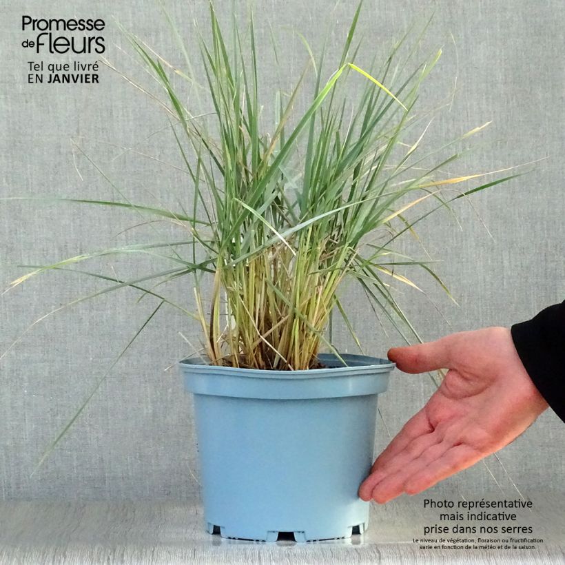 Exemplar von Elymus magellanicus - Magellan-Gras Topf mit 2L/3L wie im Winter geliefert