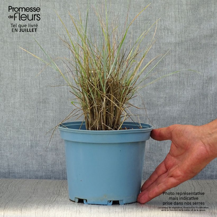 Example of Elymus magellanicus - Magellan-Gras Topf mit 2L/3L as you get in ete
