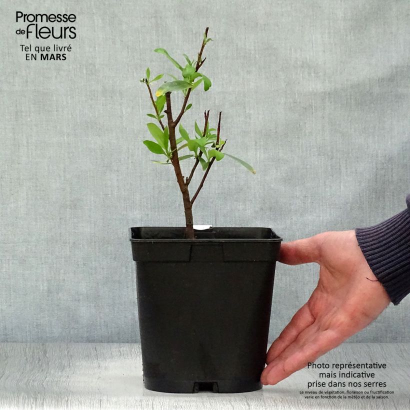Example of Embothrium coccineum - Chilenischer Feuerbusch Topf mit 2L/3L as you get in printemps