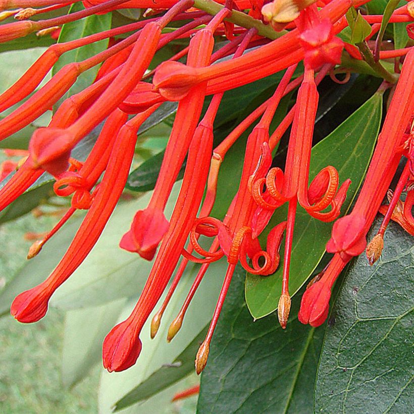 Embothrium coccineum - Chilenischer Feuerbusch (Flowering)