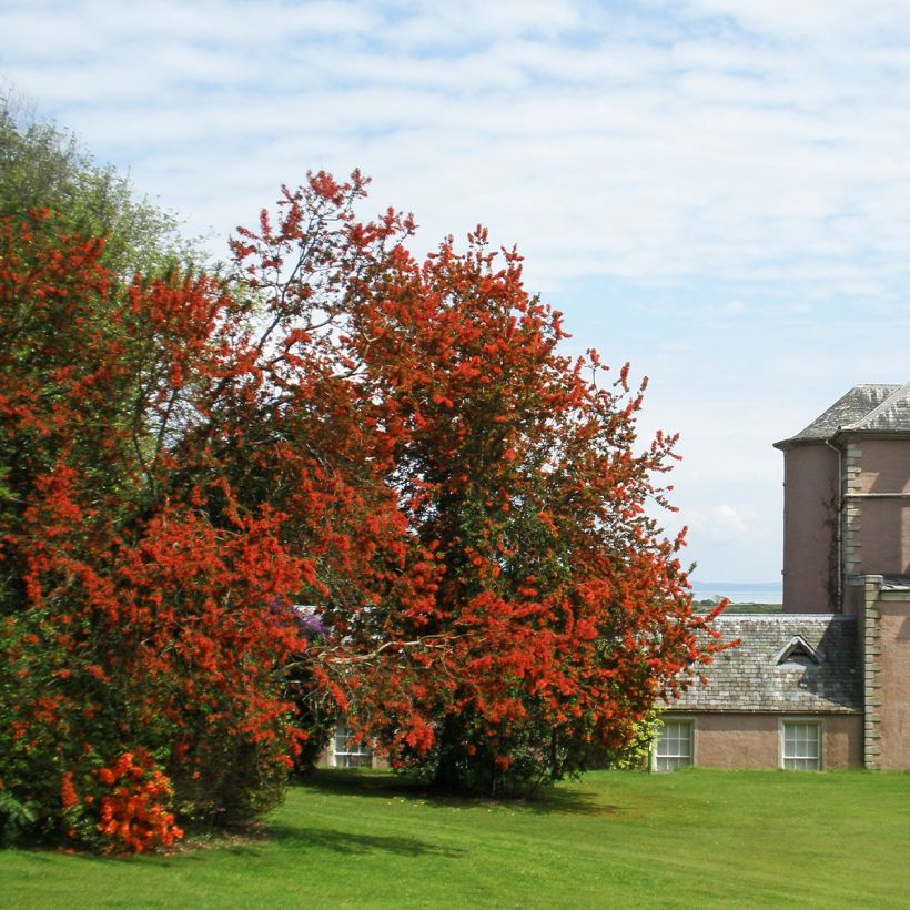 Embothrium coccineum - Chilenischer Feuerbusch (Plant habit)