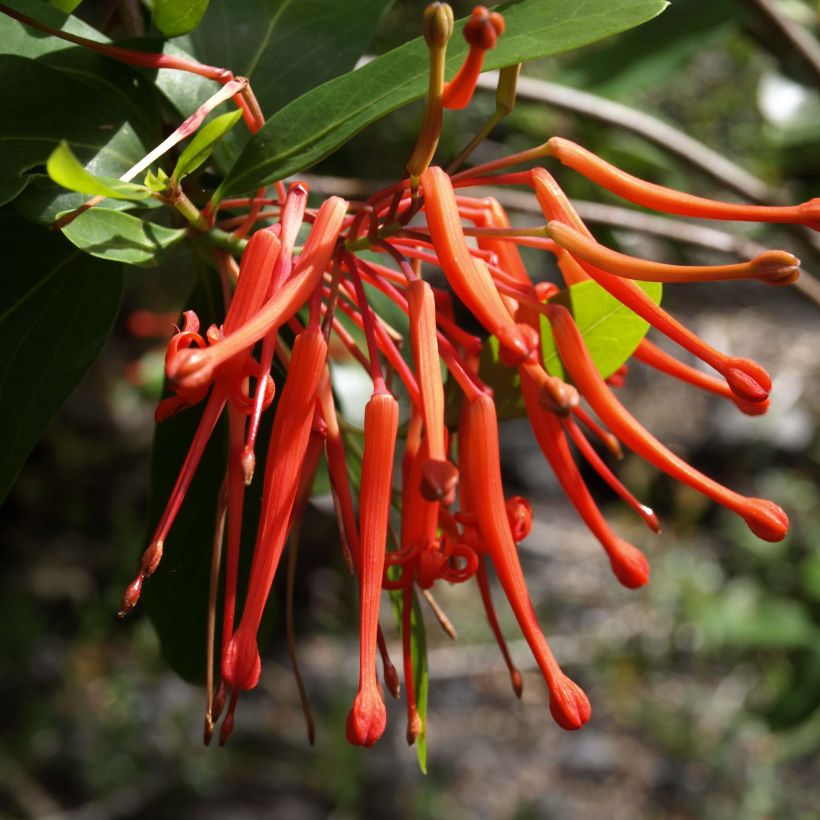 Embothrium coccineum var. lanceolatum - Chilenischer Feuerbusch (Flowering)