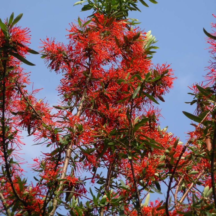 Embothrium coccineum var. lanceolatum - Chilenischer Feuerbusch (Plant habit)