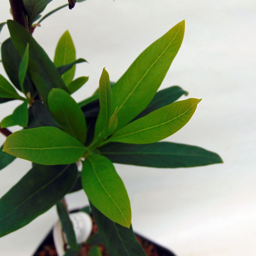 Embothrium coccineum var. lanceolatum - Chilenischer Feuerbusch (Foliage)