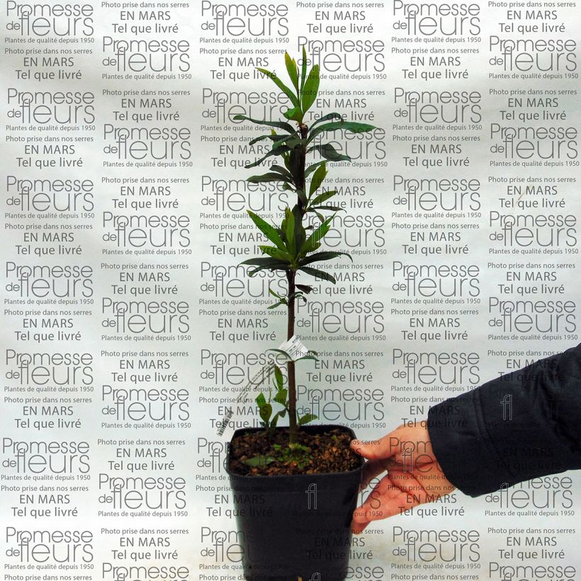 Example of Embothrium coccineum var. lanceolatum - Chilenischer Feuerbusch Topf mit 2L/3L as you get
