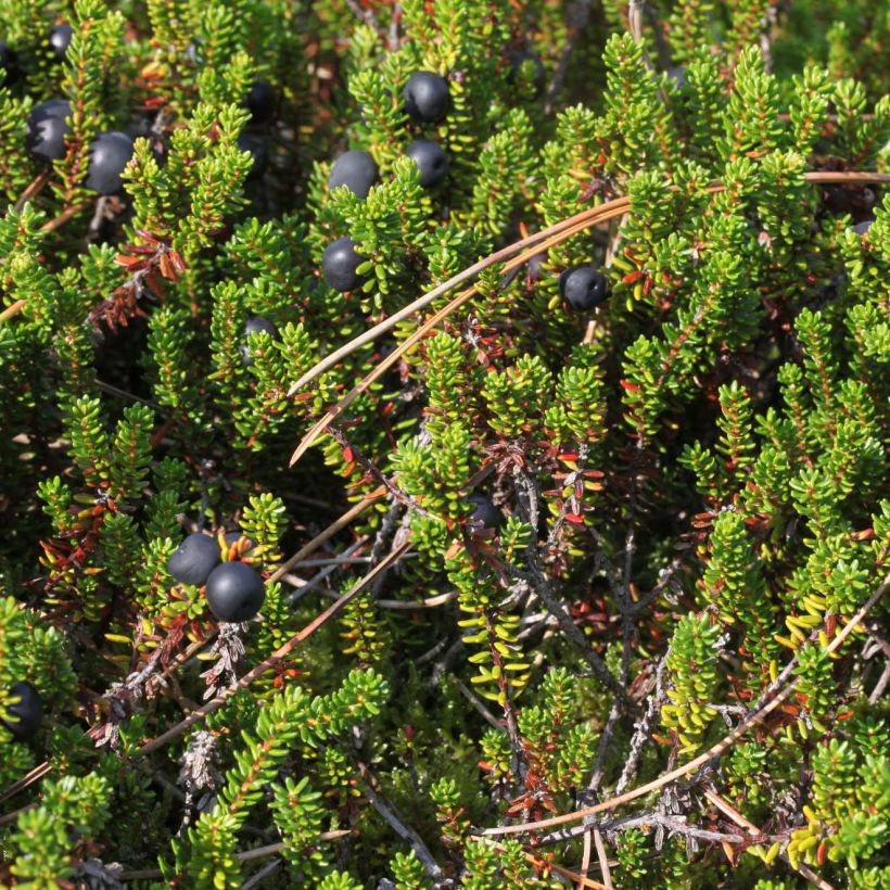 Empetrum nigrum - Schwarze Krähenbeere (Foliage)
