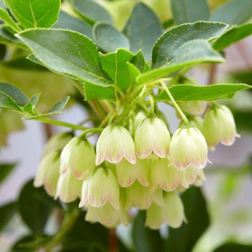 Enkianthus campanulatus Prettycoat - Prachtglocke (Flowering)