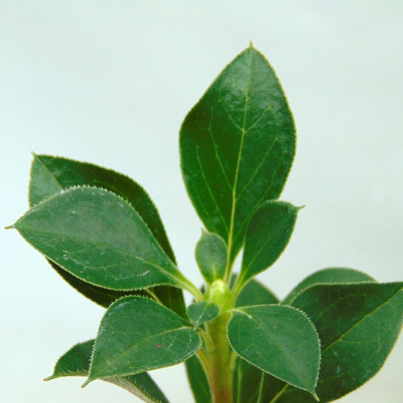 Enkianthus campanulatus - Prachtglocke (Foliage)