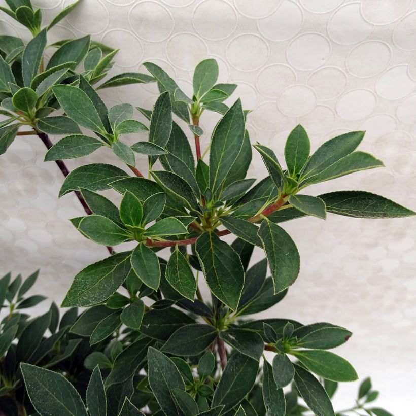 Enkianthus campanulatus Red Bells - Prachtglocke (Foliage)