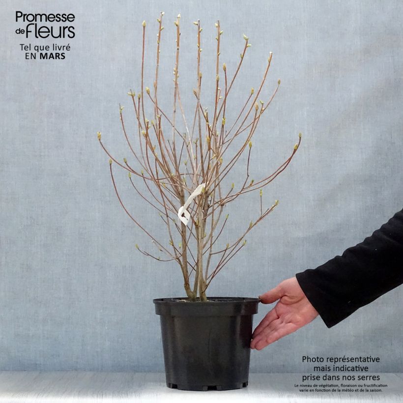 Exemplar von Enkianthus campanulatus Red Bells - Prachtglocke Topf mit 2L/3L wie im Frühjahr geliefert