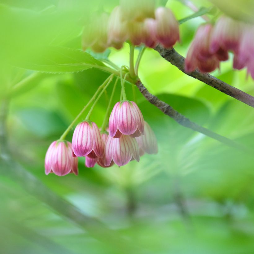 Enkianthus campanulatus Red Bells - Prachtglocke (Flowering)