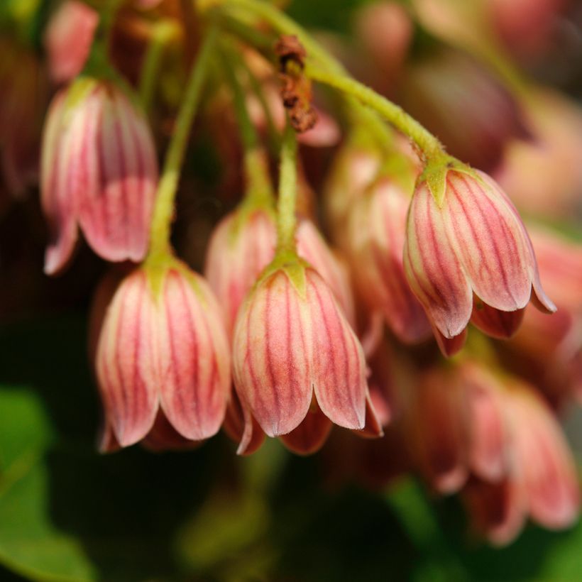 Enkianthus campanulatus var. palibinii - Prachtglocke (Flowering)