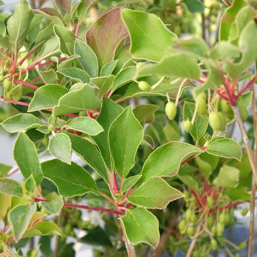 Enkianthus campanulatus Prettycoat - Prachtglocke (Foliage)