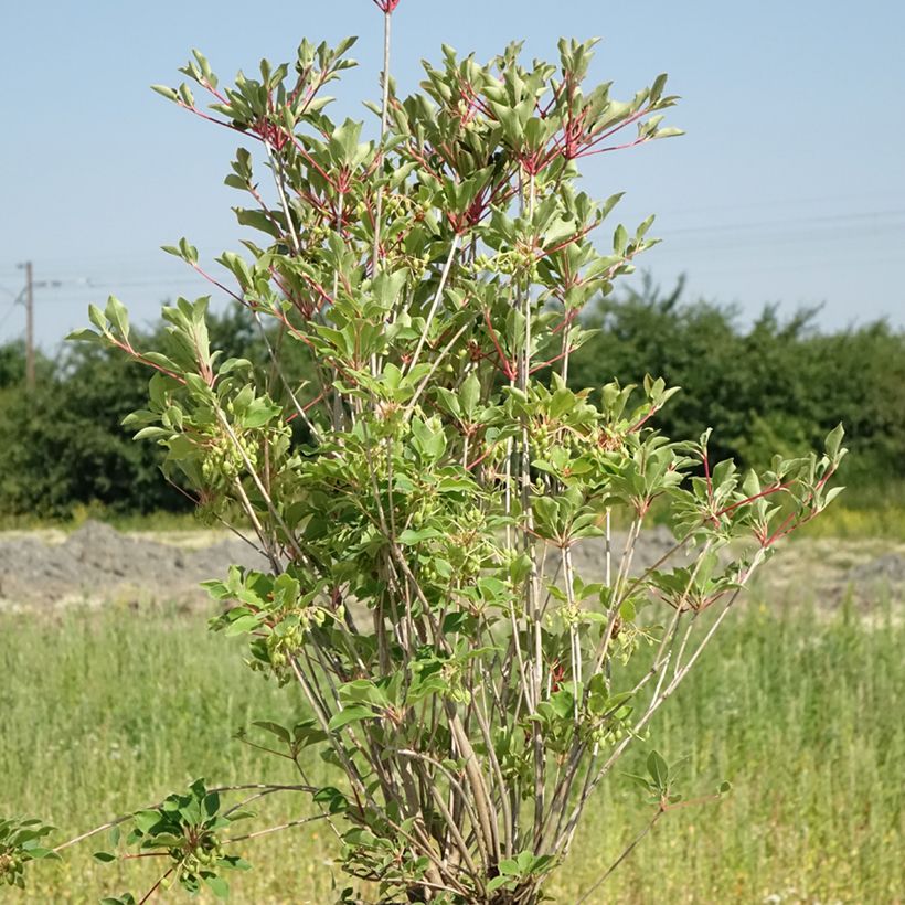 Enkianthus campanulatus Prettycoat - Prachtglocke (Plant habit)