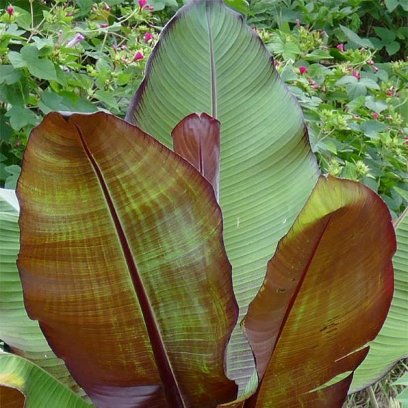 Ensete ventricosum Maurelii - Abessinische Banane (Foliage)