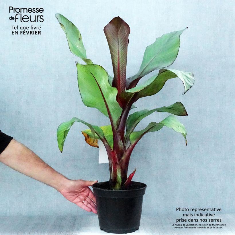 Example of Ensete ventricosum Maurelii - Abessinische Banane Topf mit 4L/5L as you get in automne