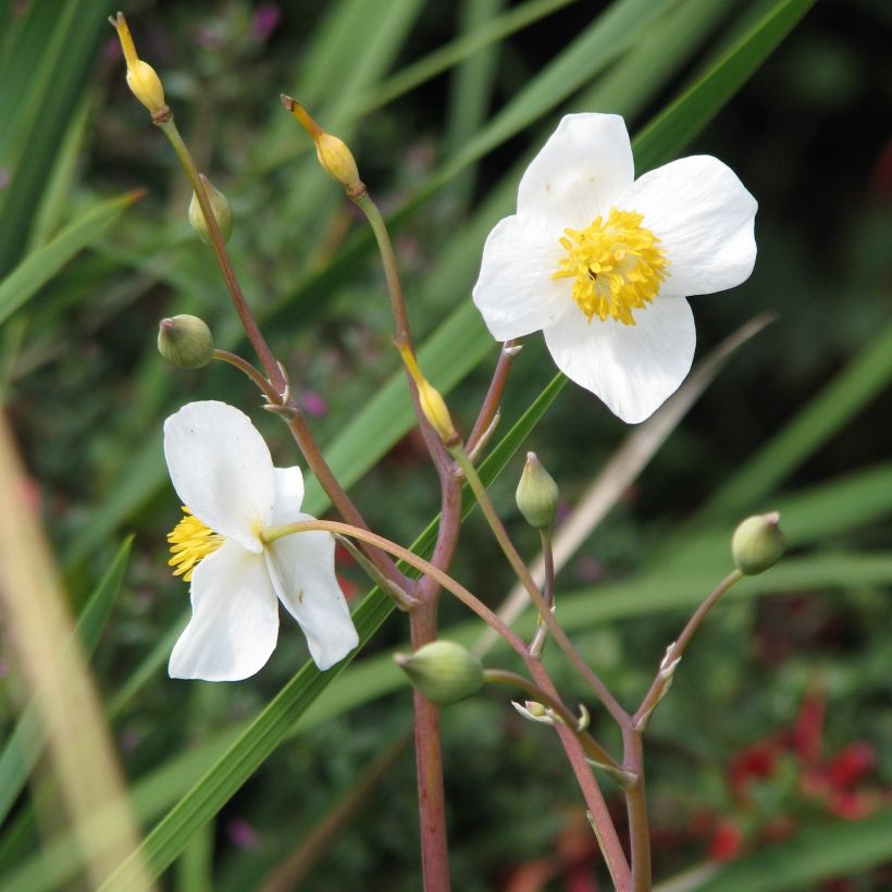 Eomecon chionantha - Eomecon (Flowering)