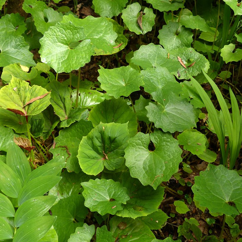 Eomecon chionantha - Eomecon (Foliage)