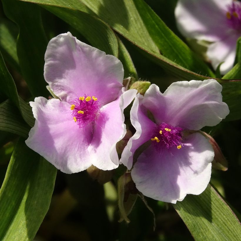 Tradescantia andersoniana Pink Chablis - Dreimasterblume (Blüte)