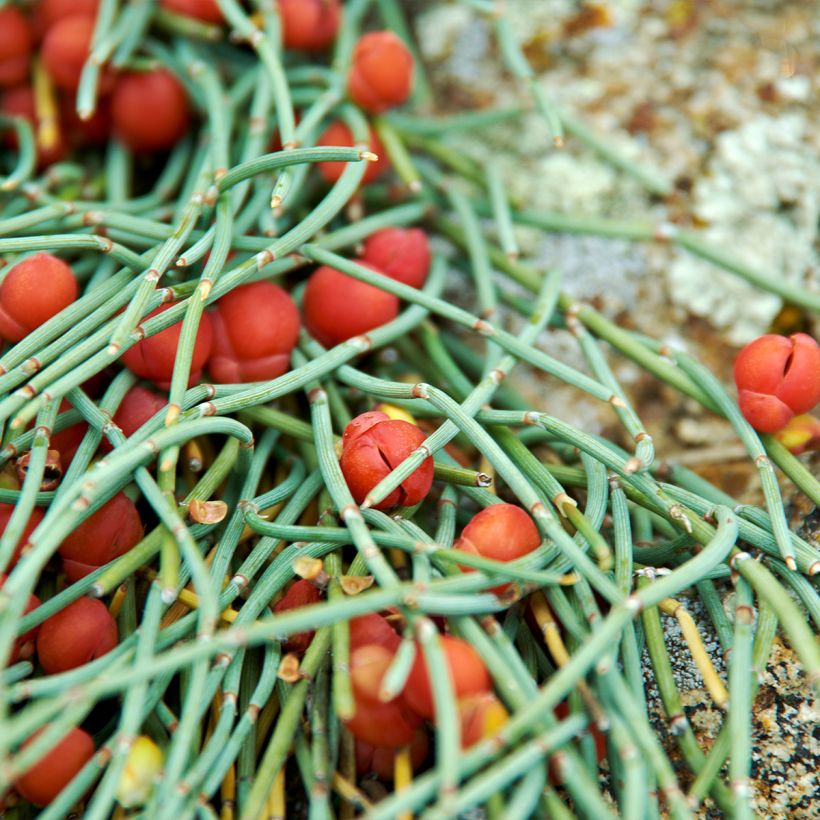 Ephedra minima - Meerträubel (Foliage)